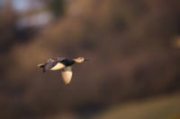 OUVERTURE GÉNÉRALE