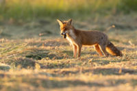 Échinococcose alvéolaire