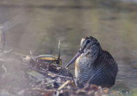 Chasse aux oiseaux d'eau et de passage